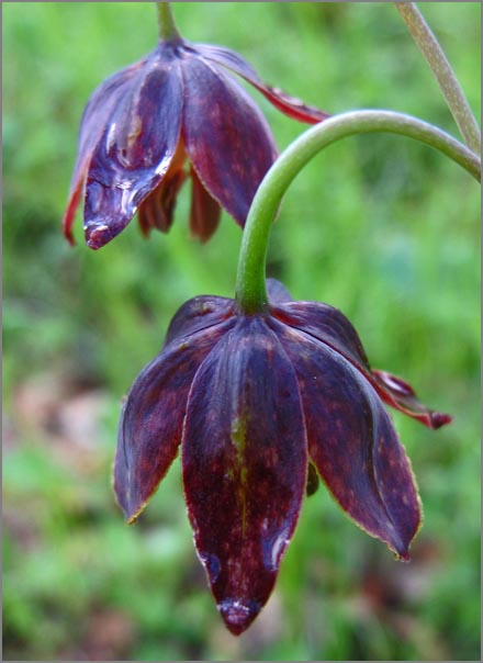 sm P61 Mission Bells.jpg - Mission Bells (Fritillaria affinis): These native lilies can be seen growing as far north as British Columbia.